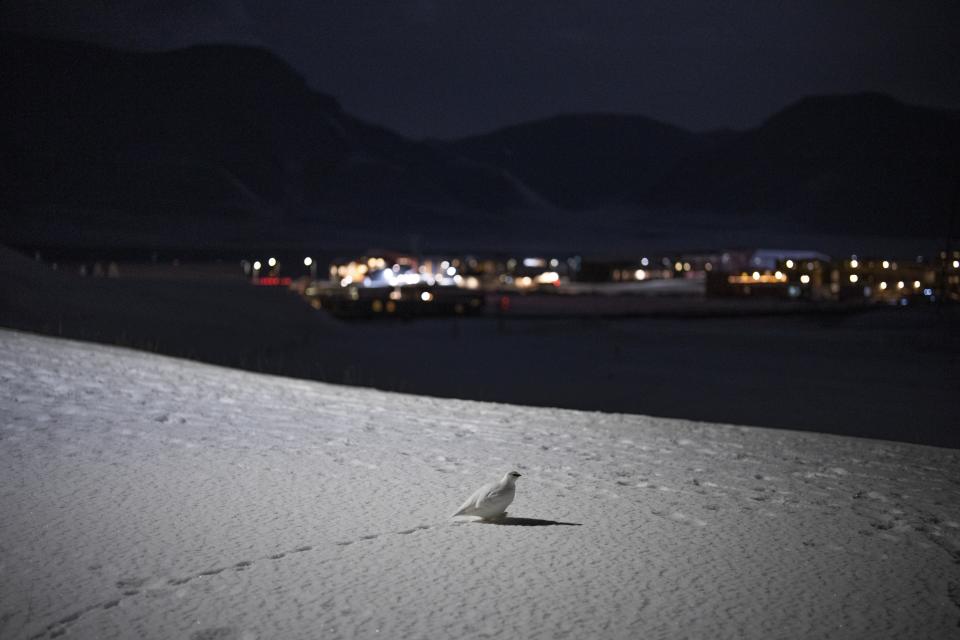 A Svalbard rock ptarmigan waddles through the snow in Longyearbyen, Norway, Sunday, Jan. 8, 2023. "Plants, animals, birds, the whole ecosystem is changing," said Kim Holmén of the Norwegian Polar Institute, who has researched environment and climate in Svalbard for decades. (AP Photo/Daniel Cole)