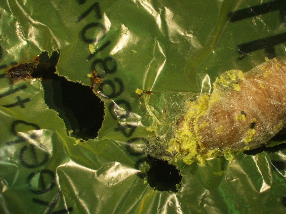 This Very Hungry Caterpillar Eats Plastic Bags