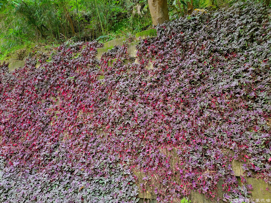 新竹縣寶山鄉｜桐花森林遇