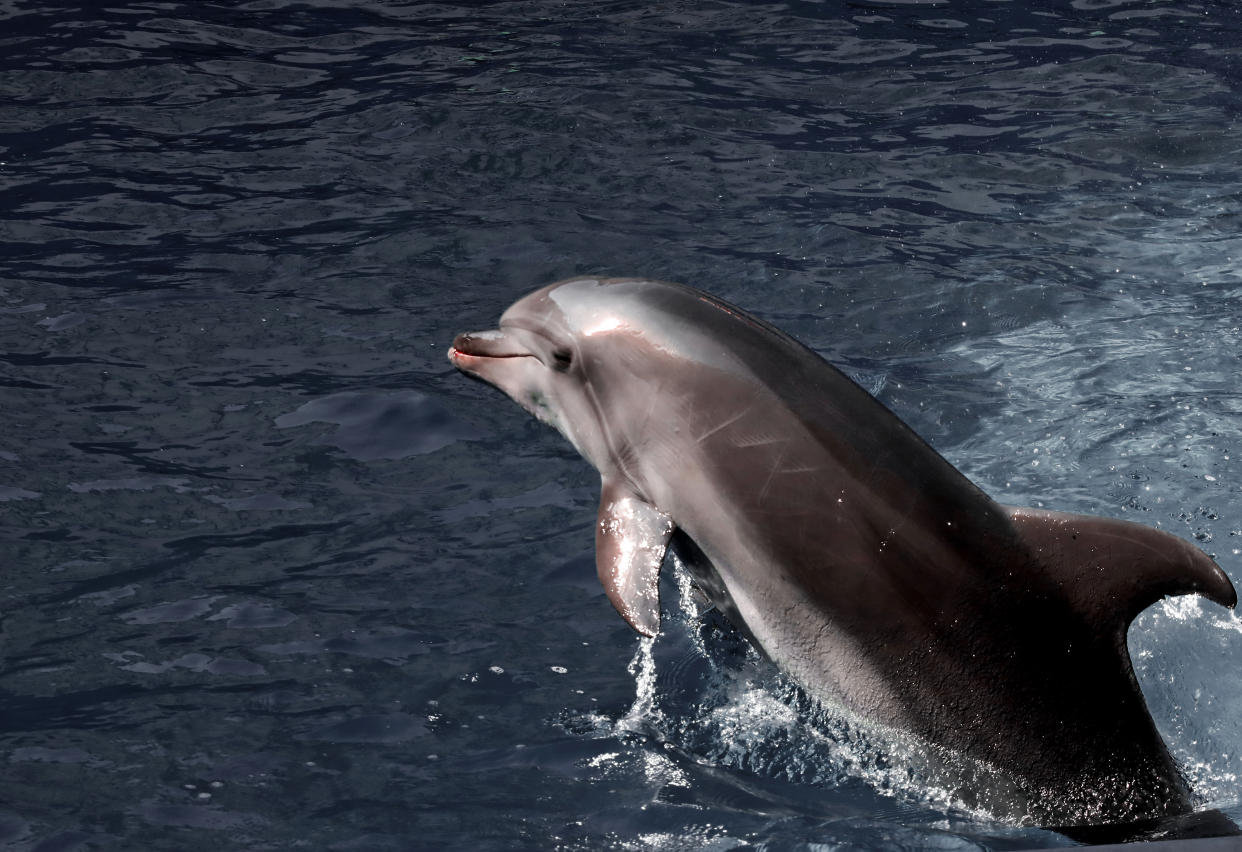 Marine mammals have been used by both the US and Russia in the past. Source: Getty Images, file