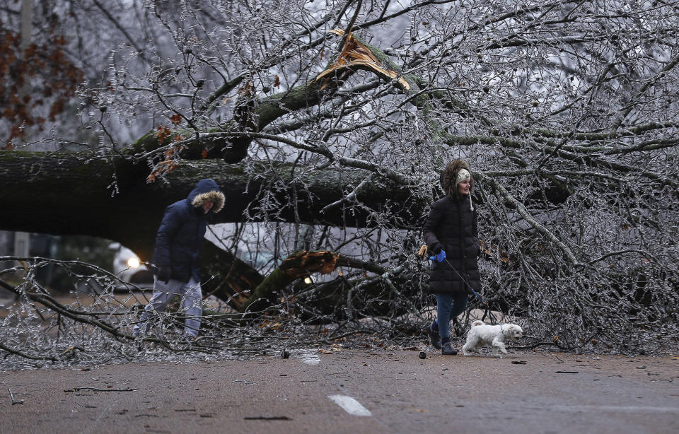 Ric and Annalisa Potts walk their dog, Happy, under a fallen tree on Thursday, Feb. 3, 2022 in Memphis, Tenn. A major winter storm that already cut electric power to about 350,000 homes and businesses from Texas to the Ohio Valley was set to leave Pennsylvania and New England glazed in ice and smothered in snow.(Patrick Lantrip/Daily Memphian via AP)
