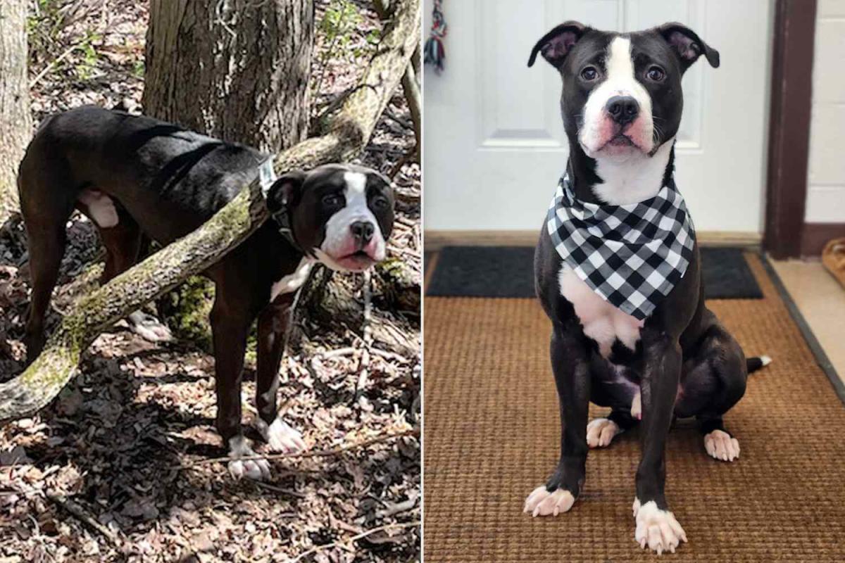 An abandoned dog tied to a tree by his collar in Connecticut is ready for a loving home