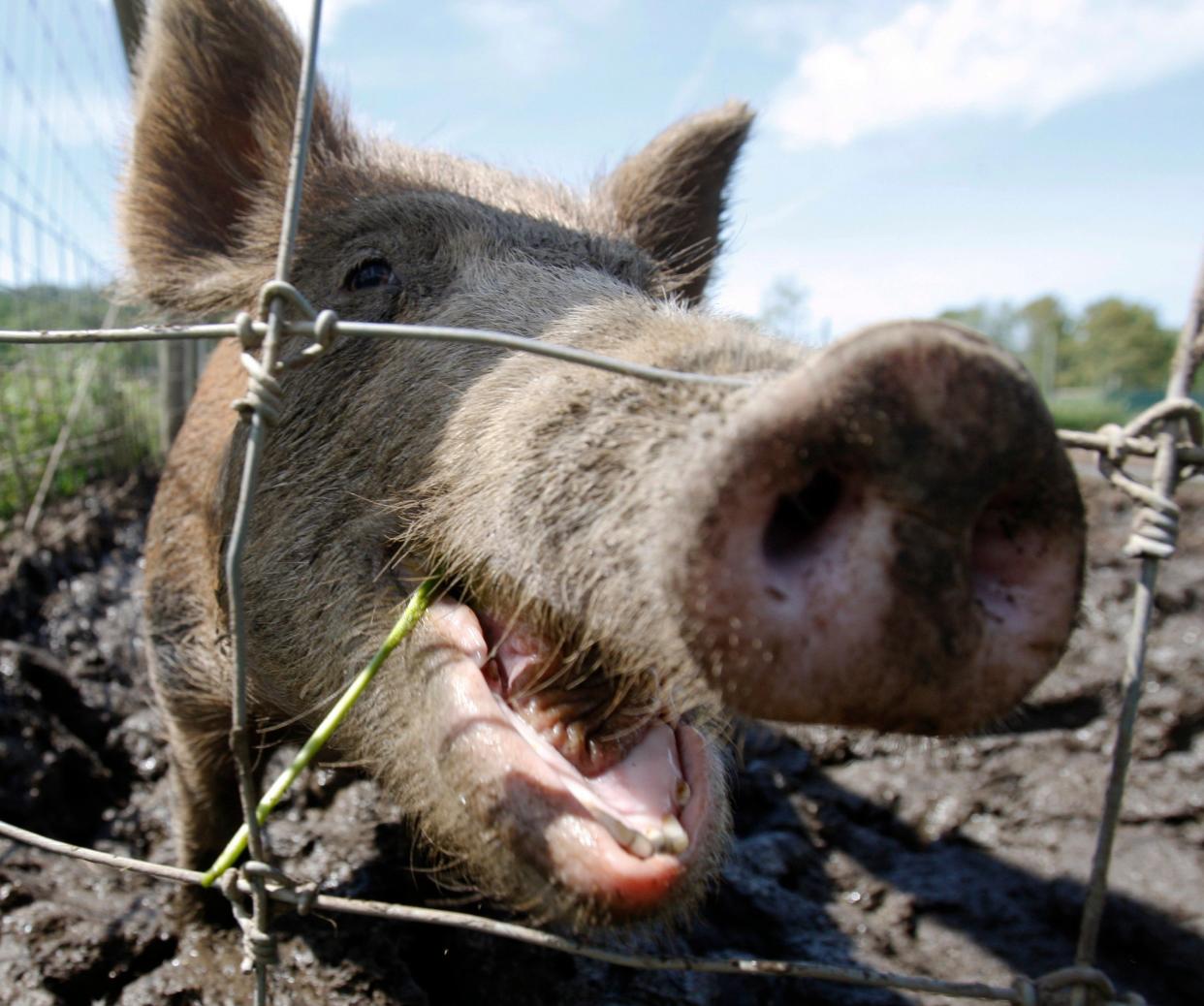Feral hogs can host more than 30 viral and bacterial diseases as well as scores of parasites  (AP)