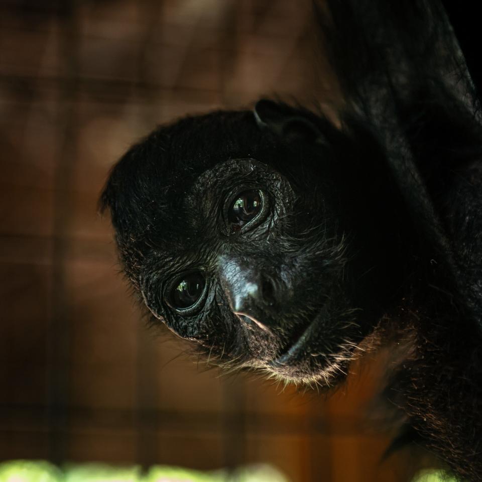 Gummy, a 60-year-old spider monkey, is known to be the oldest of her kind in the world. Fort Rickey is holding a special birthday celebration for her on Saturday, July 9, at the zoo.