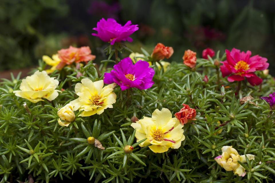 Moss Rose