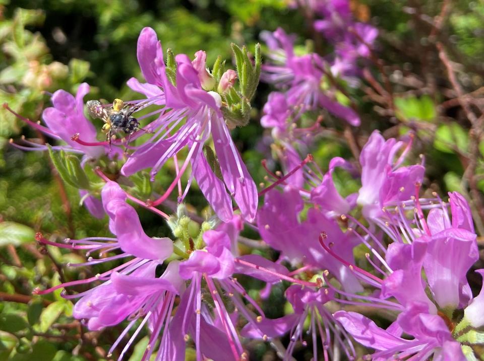 A bee is attracted to the pollen sacs on this rhodora found while hiking on Franconia Ridge.