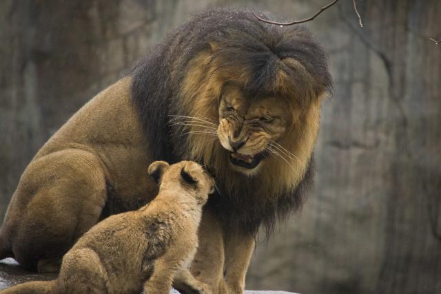 cute lion cubs