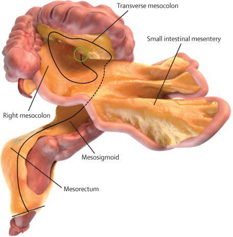 Digital representation of the small and large intestines and associated mesentery.