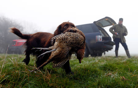 FILE PHOTO: A Springer Spaniel retrieves a pheasant during a pheasant hunt in Stokenchurch, southern England December 11, 2012. REUTERS/Eddie Keogh/File Photo