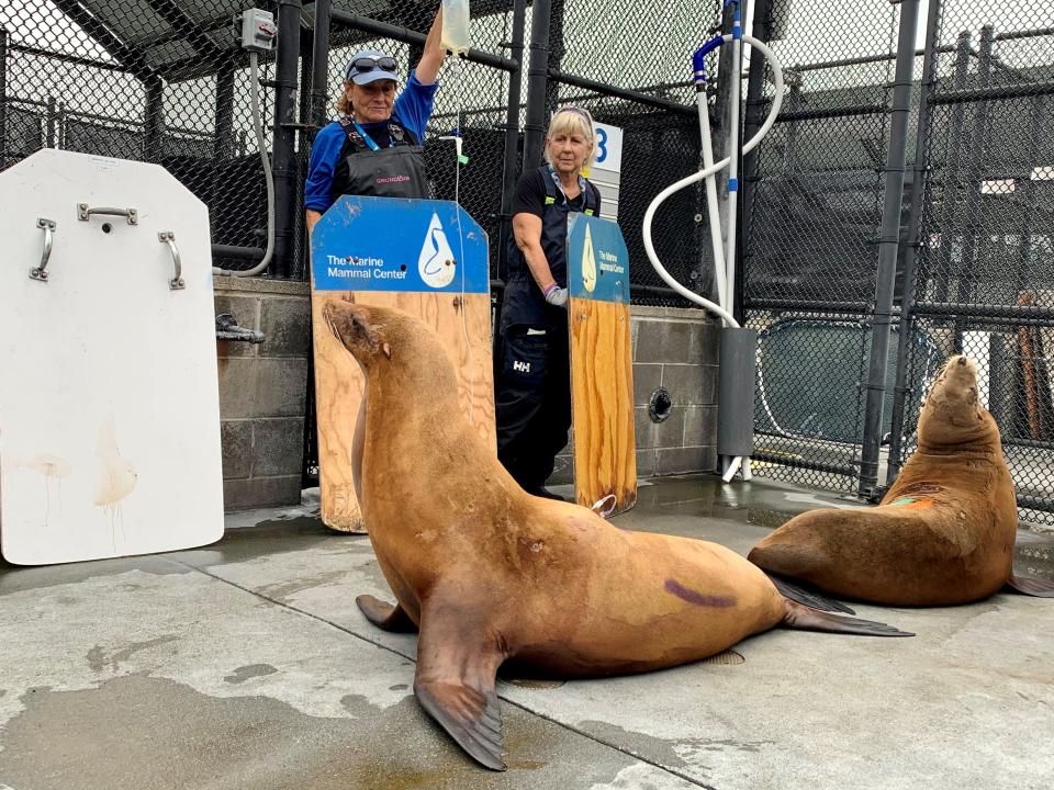 Dozens of sea lions in California sick with domoic acid poisoning: Are