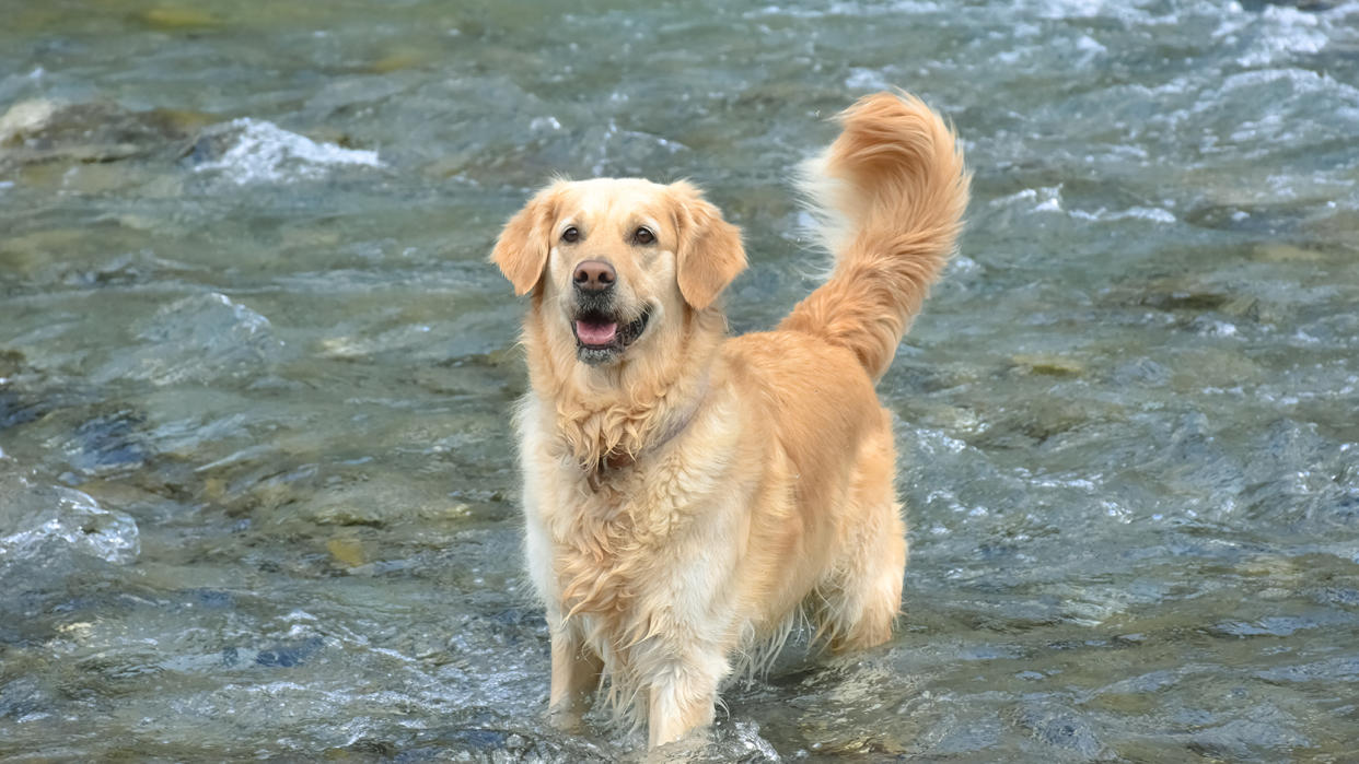  Purebred female golden retriever gets excited as she refreshes her feet on cold Alpine river water 