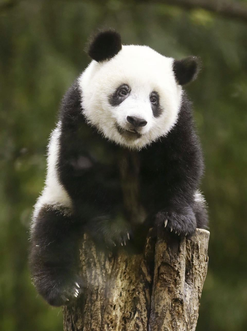 Xiang Xiang, a giant panda, is seen during her one-year-old birthday celebrations at the Ueno Zoo in Tokyo in June 2018. Japanese panda fans on Tuesday, Feb. 21, 2023, bid teary farewells to their idols Xiang Xiang, “super papa” Eimei and his twin daughters, Ouhin and Touhin, ahead of their departure to China, where they will live in a protected facility in Sichuan province. (Hiroki Yamauchi/Kyodo News via AP)