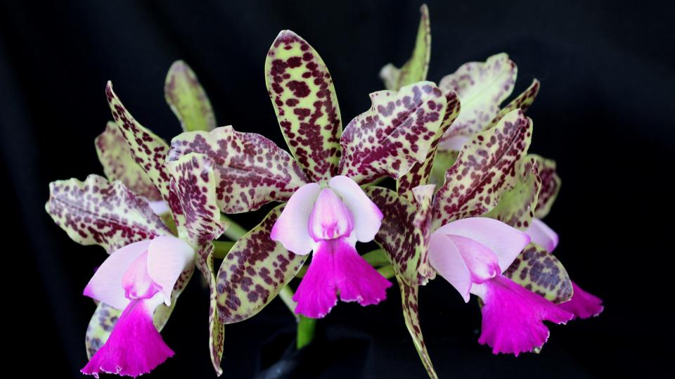 Platinum Coast Orchid Society's annual show and sale will be Friday through Sunday, May 3 through 5, 2024, at Kiwanis Island Park Gymnasium.