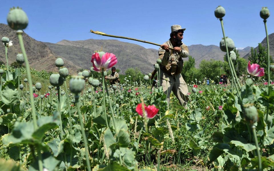Poppy crop in the Noor Gal district of eastern Kunar - NOORULLAH SHIRZADA /AFP