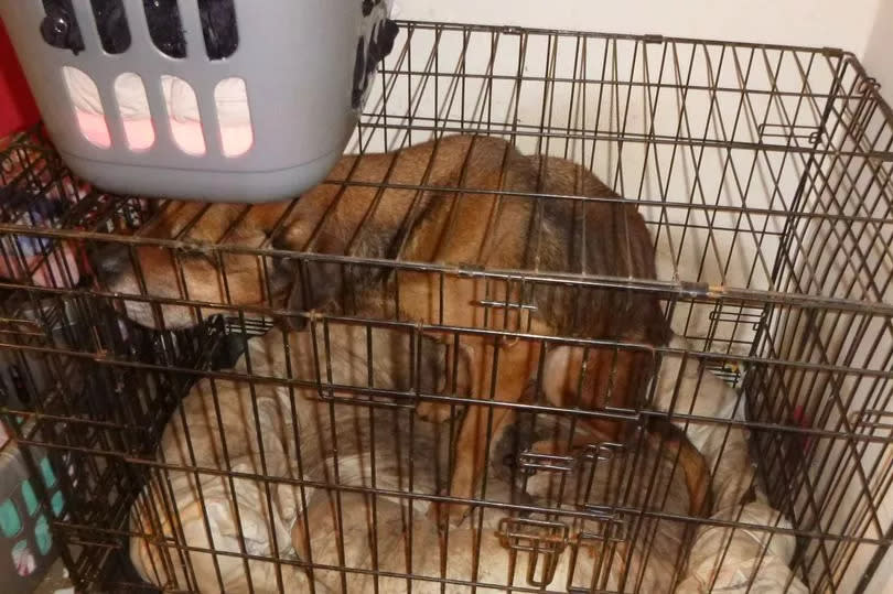 Amber was confined to small cage and was "starved for months" -Credit:RSPCA