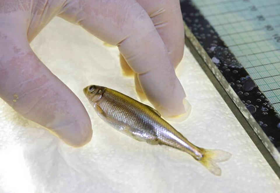 FILE - In this July 15, 2015, file photo, a Delta smelt is shown at the University of California Davis Fish Conservation and Culture Lab in Byron, Calif. Scientists are warning the critically endangered smelt are likely to be extinct by next year.