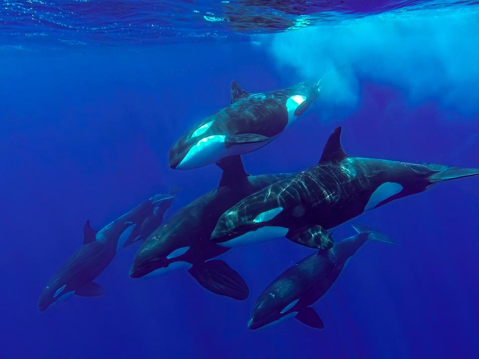 A pod of five orcas swimming in the bright blue ocean. They're near the surface and appear to be diving down.