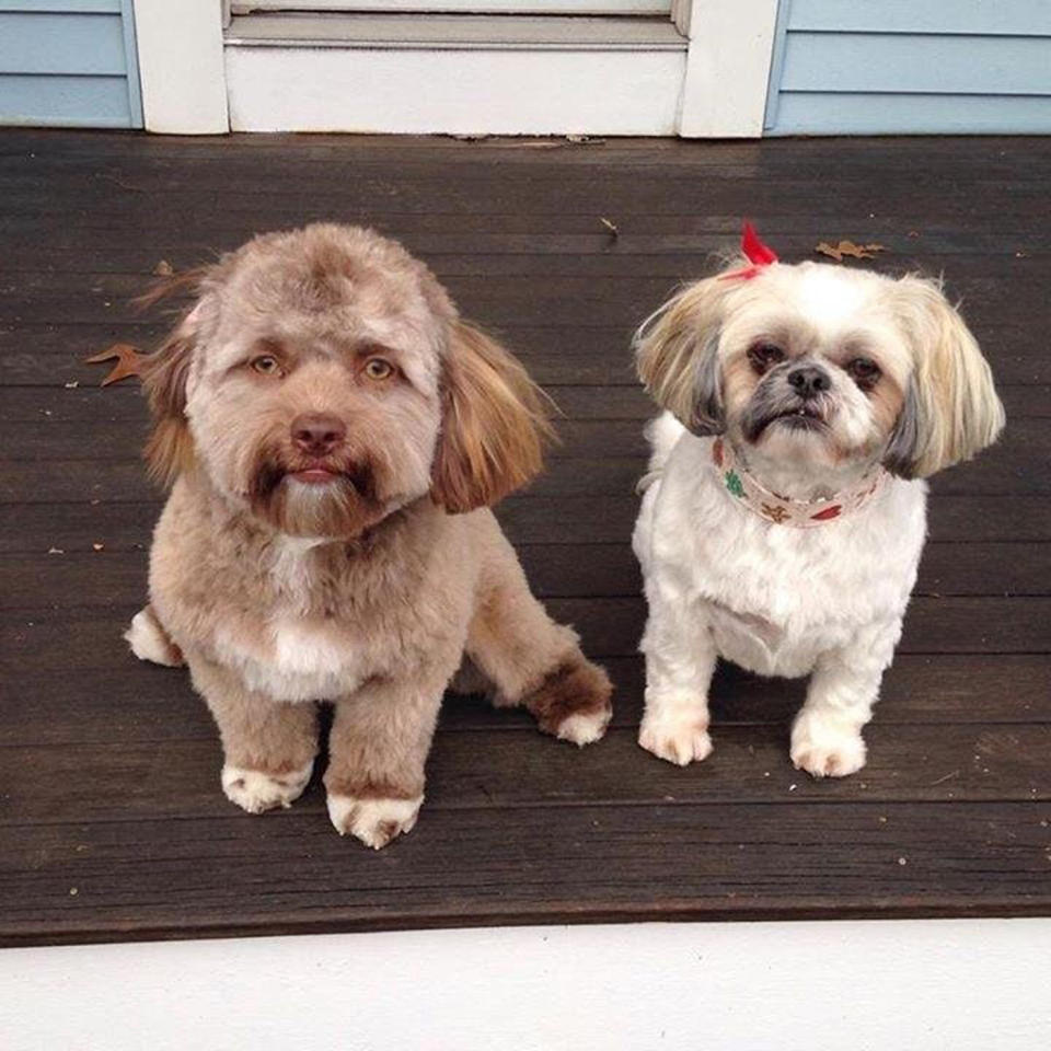 Yogi ist neben der achtjährigen Shih-Tzu-Dame Darla der zweite Hund von Chantal Desjardins. (Bild: Reddit/emceegrath)