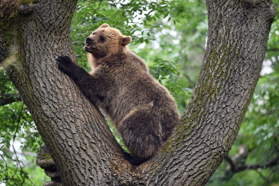 A bear climbs a tree as four European brown bears and five gray wolves live together for the first time in British woodlands at Bear Wood, a new enclosure in Bristol Zoo's Wild Place project.  (Photo by Ben Birchall/PA Images via Getty Images)