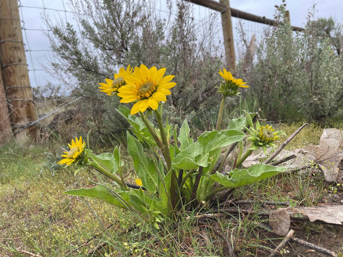 Balsamroot are a native member of the sunflower family.