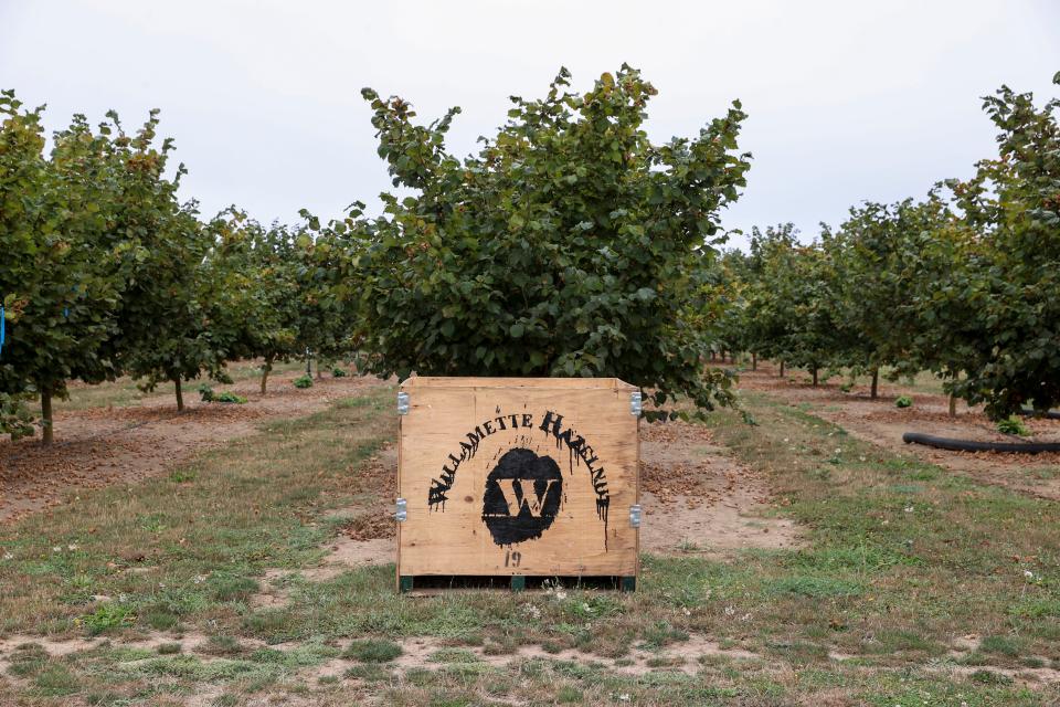 An empty hazelnut pallet sits at the end of a row of hazelnut trees at Oregon State University North Willamette Research and Extension Center in Aurora, Ore.