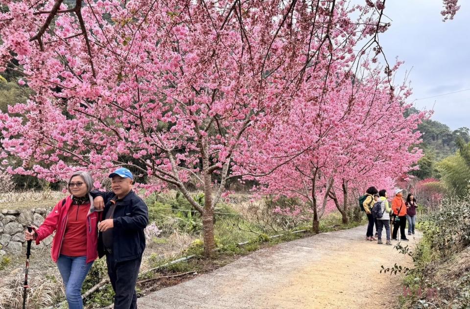 陳處長進一步補充說明，在櫻花季期間，縣府與公所規劃了多條接駁路線供遊客使用，並提供了停車場及交通管制措施，以確保遊客的安全與舒適。同時，也增開了公車班次，並提供優惠套票給遊客。詳細資訊可上「慢遊雲林」FB粉絲專頁及「慢遊雲林APP」查詢。