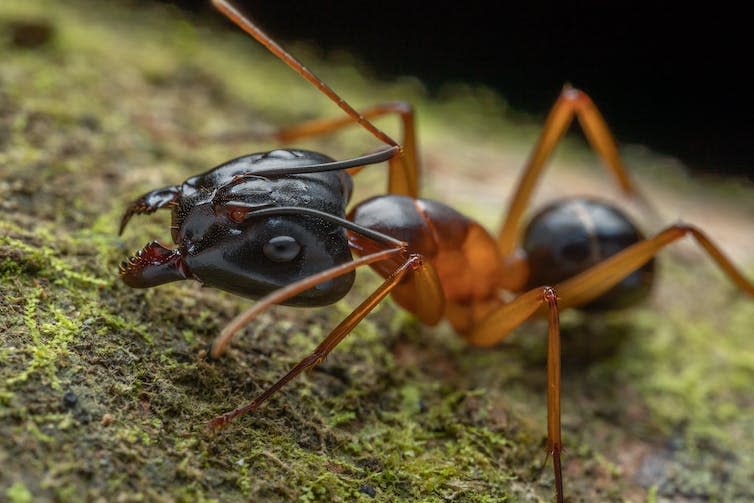 Close-up of an ant with a large head crawling along a piece of mossy bark.