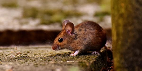 Ratones en el área de San Diego dan positivo a Hantavirus 