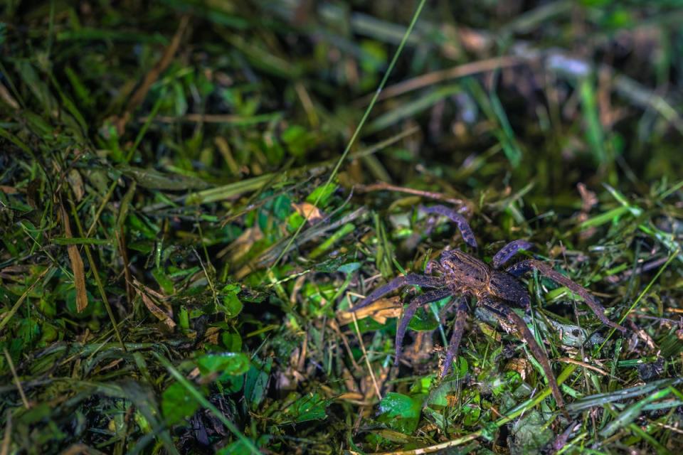 Peruvian wolf spiders are not often poisonous (Getty Images/iStockphoto)