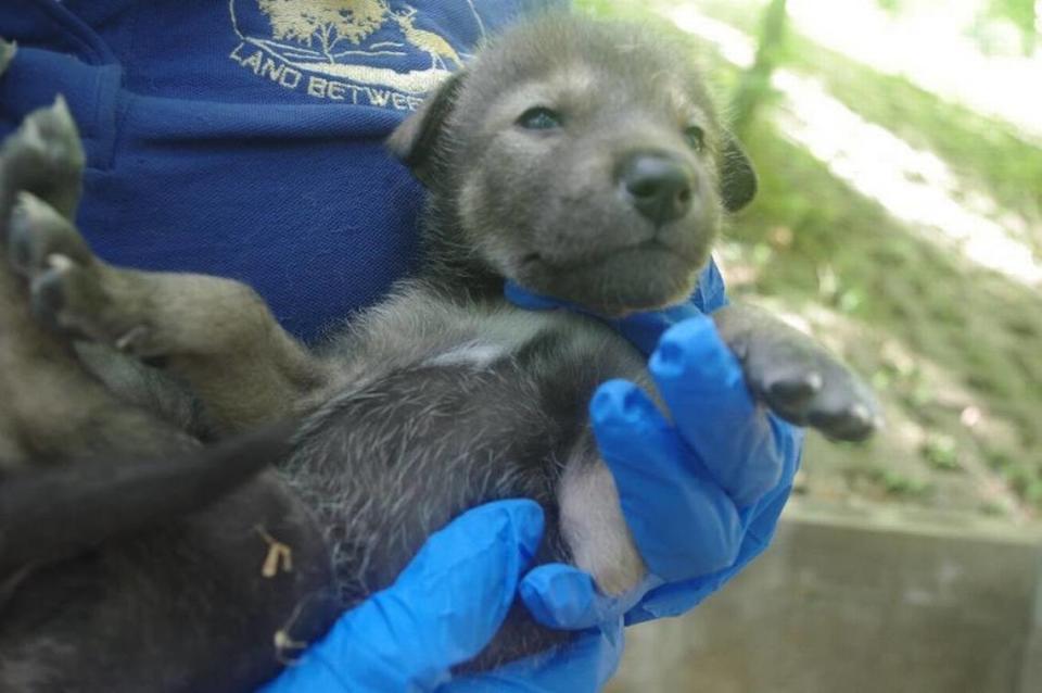 This red wolf was born in Kentucky in April at Woodlands Nature Station.