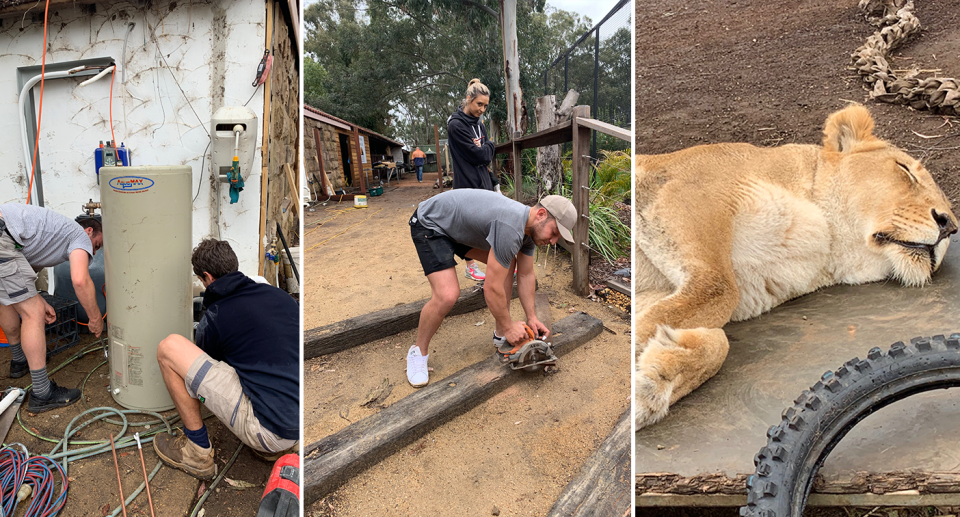 A lioness enjoys her retirement as the volunteers create new facilities. Source: Zambi