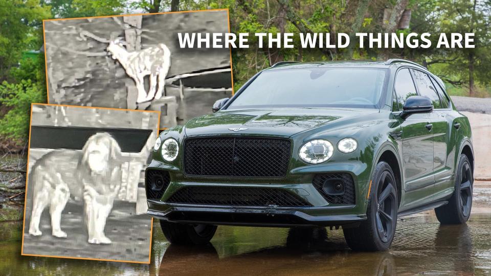 2023 Bentley Bentayga Night Vision Test: Critter Spotting in the Ozarks photo