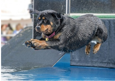 Dock Diving