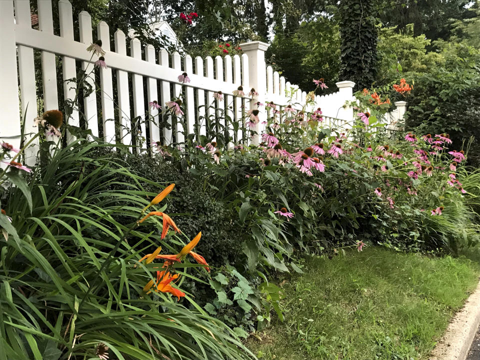 In this photo provided by Jessica Damiano, native purple coneflowers, black-eyed Susans and turban lilies share a garden with nonnative daylilies and roses in Glen Head, N.Y. (Jessica Damiano via AP)