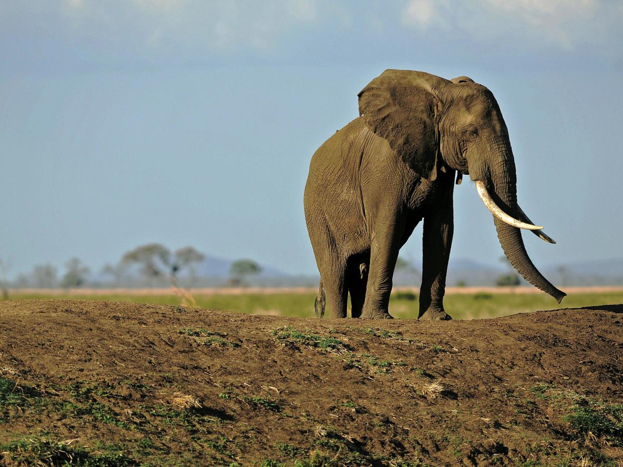 The EU banned the export of raw ivory last year, but the trade between member states continues: AFP/Getty