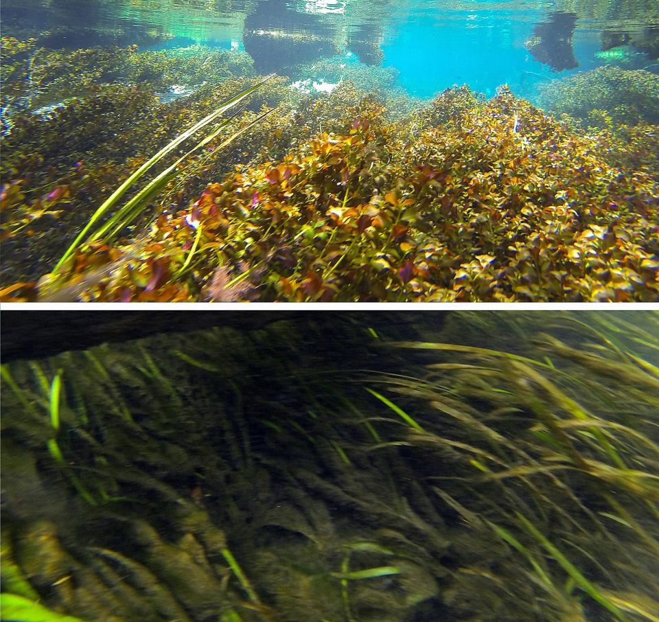 Top photo water flows from Ichetucknee Springs strongly past the lush vegetation and down the Ichetucknee River. But further down the Ichetucknee River the, below photo, the grasses look to be getting chocked with muck.