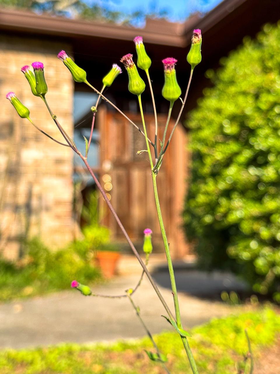 The lilac tasselflower. Most people call it weed, but the Darwinian Gardener prefers to call it a wildflower.