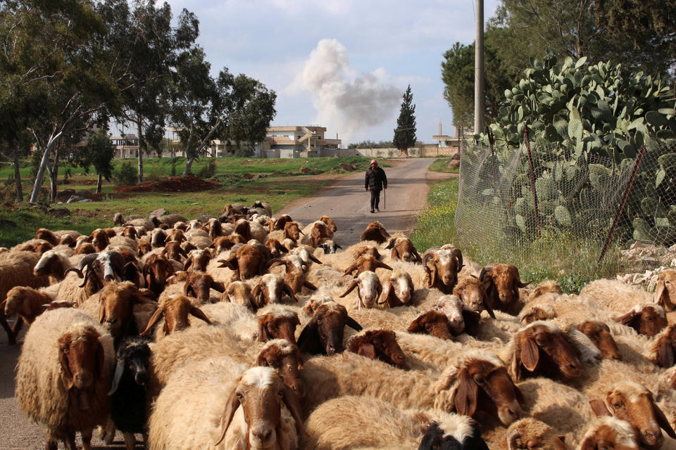 Smoke rises while a man herds sheep after an airstrike oin Syria