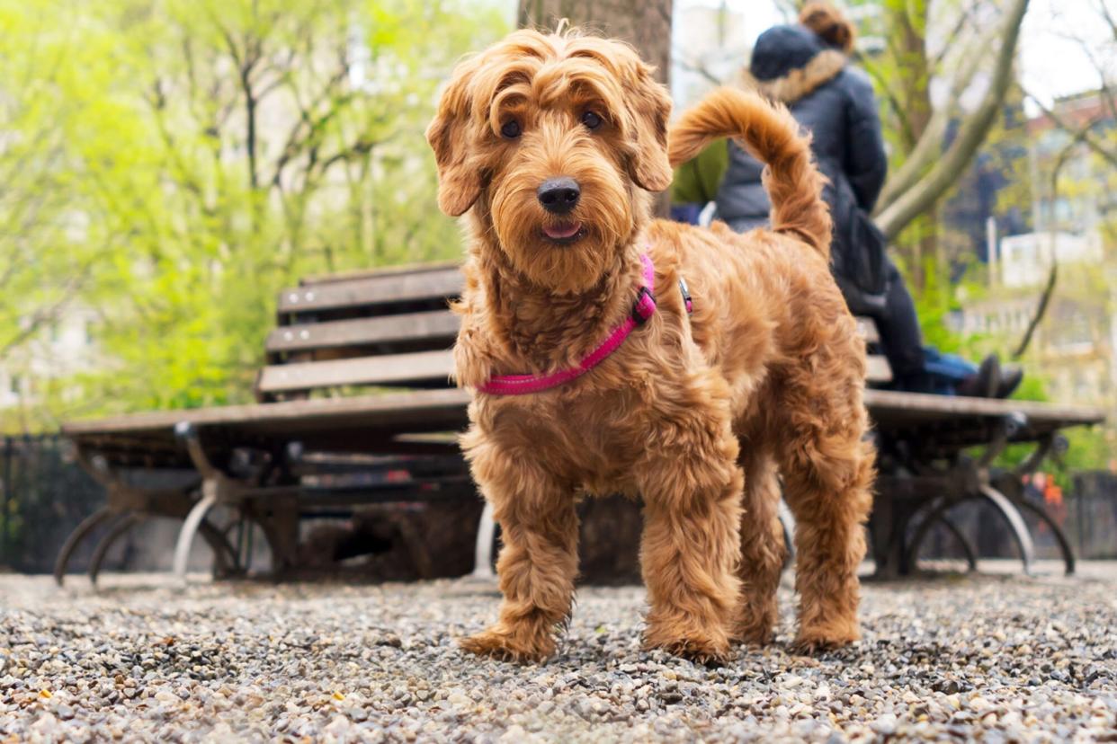 dog in new york city dog park