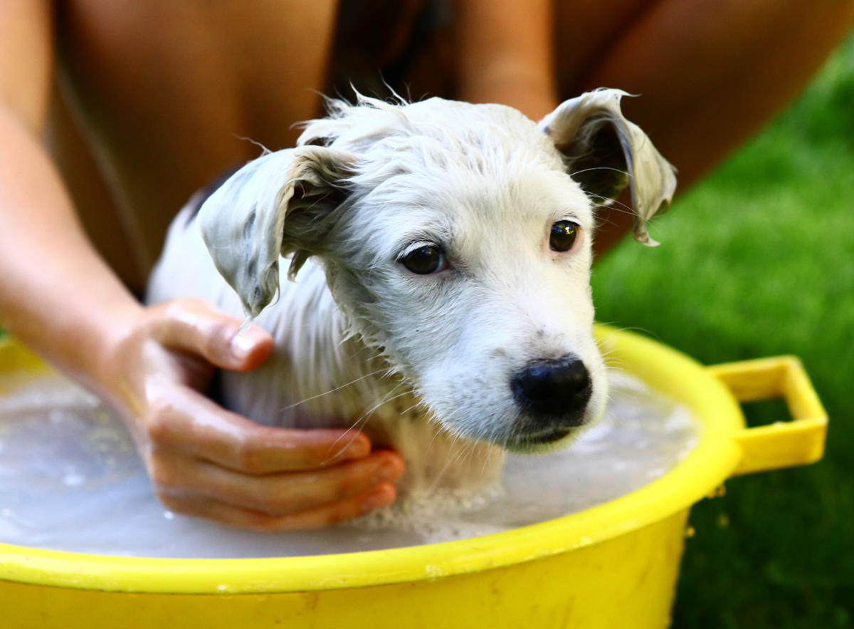 宠物:家人给宠物狗洗澡。后院。夏天。照片摄影图片_ID:148660928-Veer图库