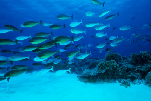 Shoal of Surgeonfishes, Naso hexacanthus, Tubbataha Reef, North Atoll, Sulu Sea, Philippines