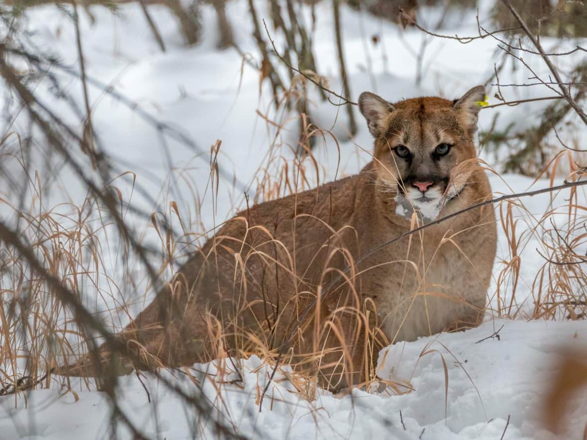 Alberta is home to a healthy population of about 1,500 cougars. (Delaney Frame/Alberta Environment and Parks - image credit)