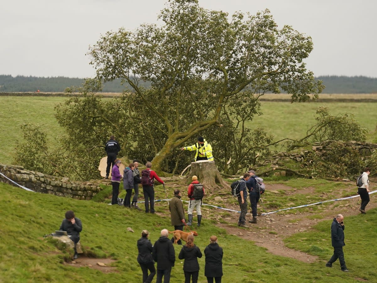 People look at the tree at Sycamore Gap, next to Hadrian's Wall, in Northumberland after it came down overnight (PA)
