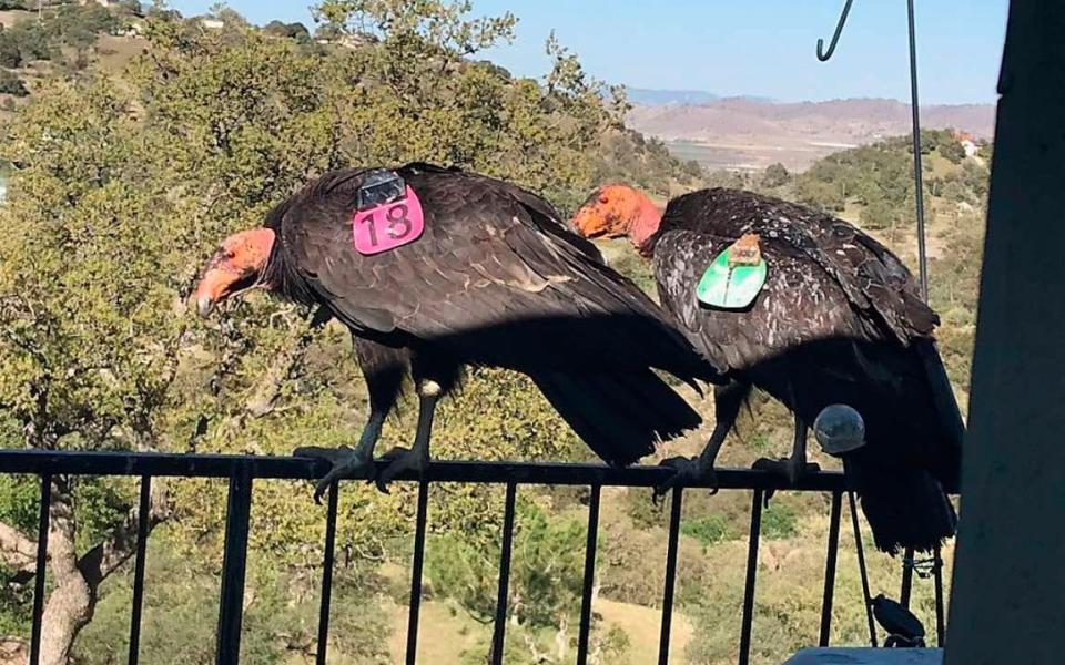 There are only 160 California condors in the state, but 10 per cent of the population is residing at the home of Cinda Mickols - Cinda Mickols 