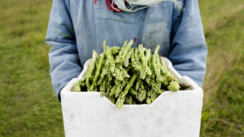 holding box of harvested asparagus