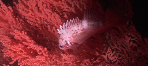 <span class="caption">A rockfish hides in a red tree coral in the deep sea.</span> <span class="attribution"><a class="link " href="https://en.wikipedia.org/wiki/Deep-water_coral#/media/File:Rockfish_red_tree_coral.png" rel="nofollow noopener" target="_blank" data-ylk="slk:Geofflos;elm:context_link;itc:0;sec:content-canvas">Geofflos</a></span>