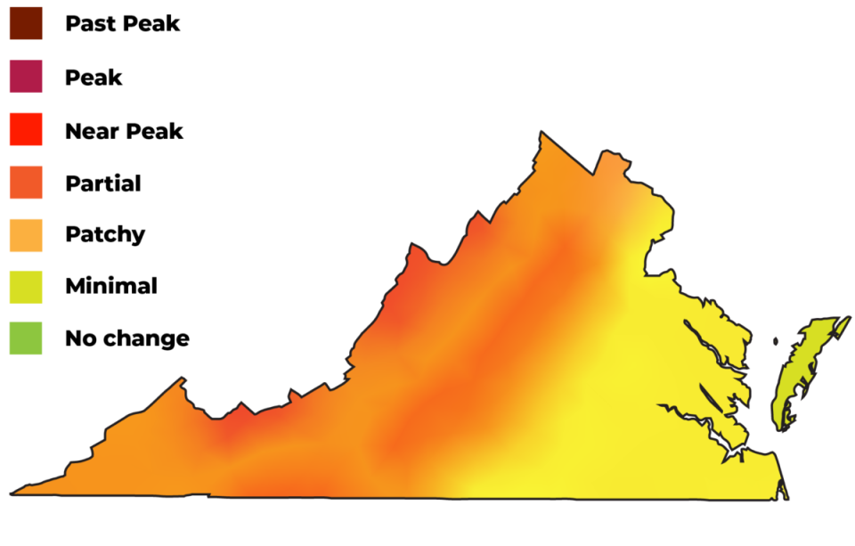 The News Leader's readership area is approaching peak, according to this Oct 11 map provided by The Virginia Department of Forestry.