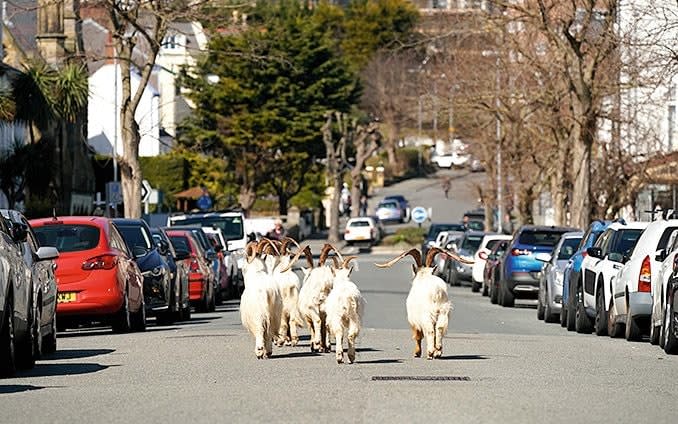 Mountain goats roam the streets of LLandudno - Christopher Furlong/ Getty Images