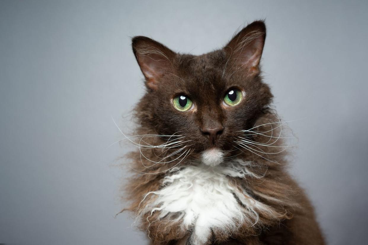 chocolate white laperm cat portrait on gray background