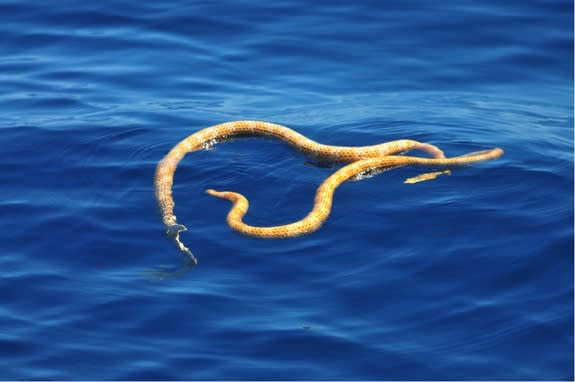 Two courting short-nosed sea snakes (<i>Aipysurus apraefrontalis</i>).